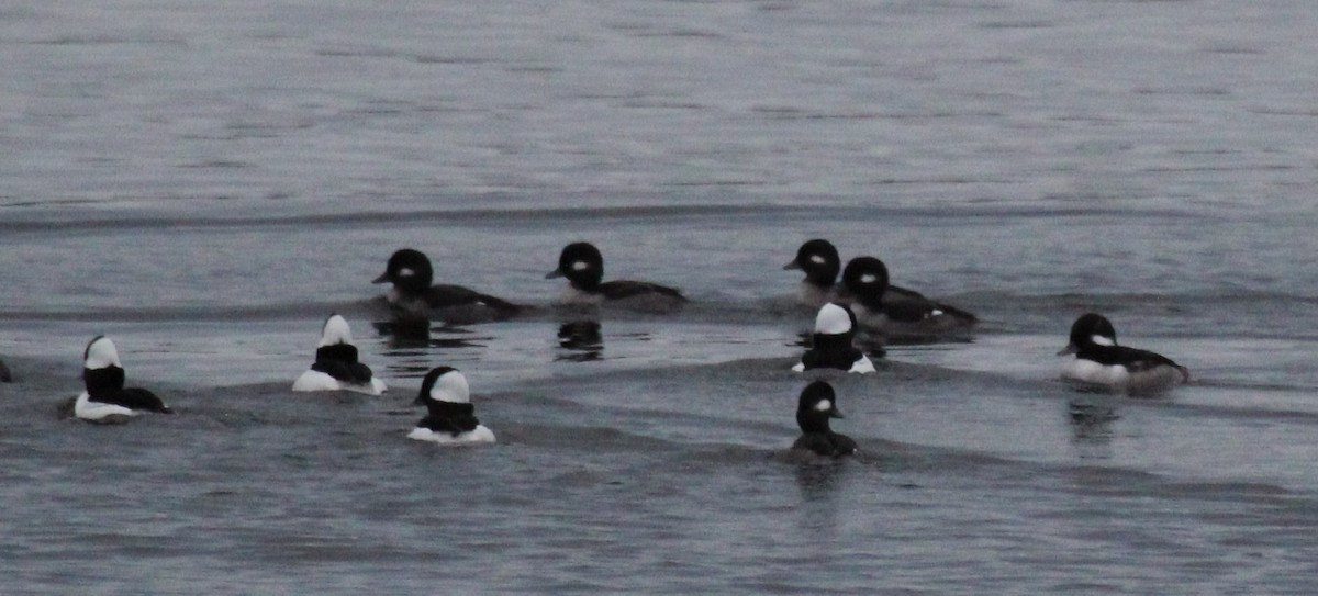 Bufflehead - ML645194547