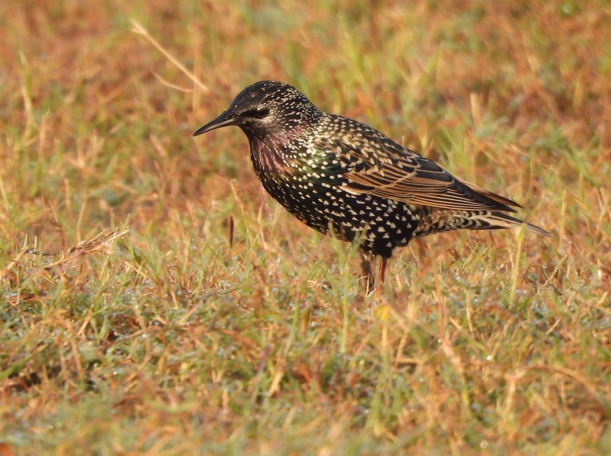 Storno - ML645194560