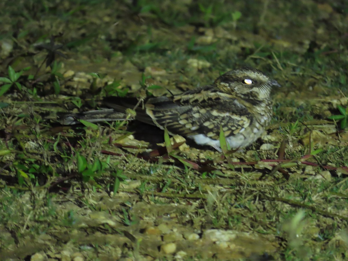 White-tailed Nightjar - ML645194562