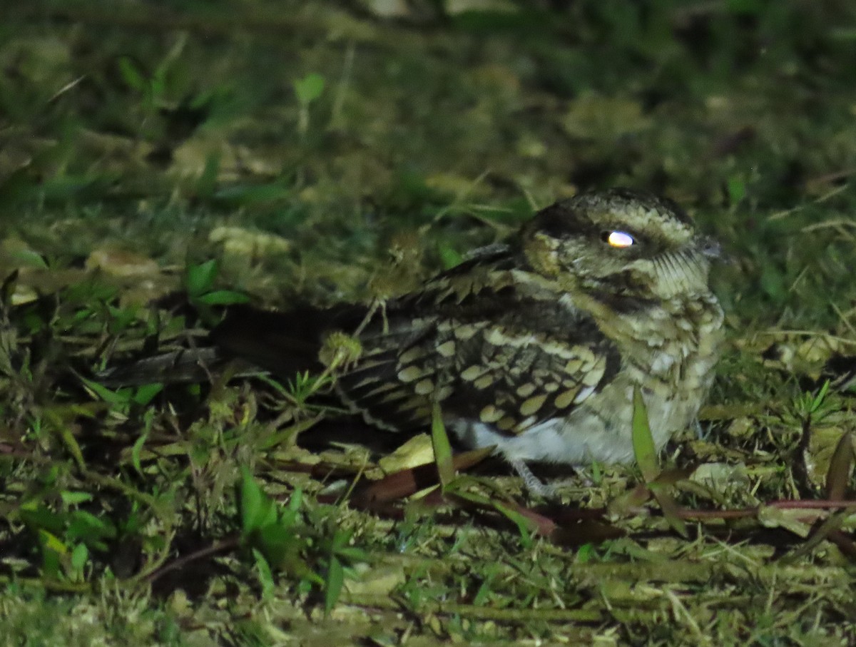 White-tailed Nightjar - ML645194570