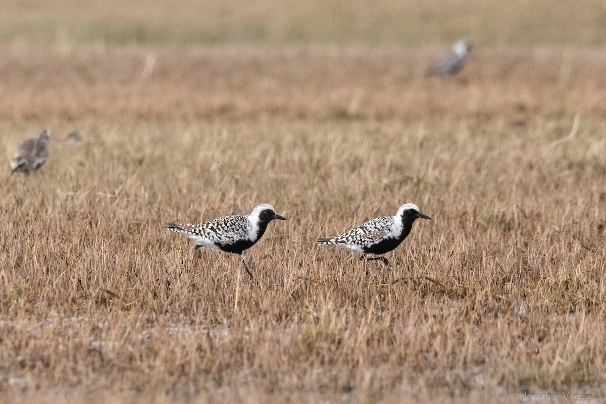 Black-bellied Plover - ML645194571