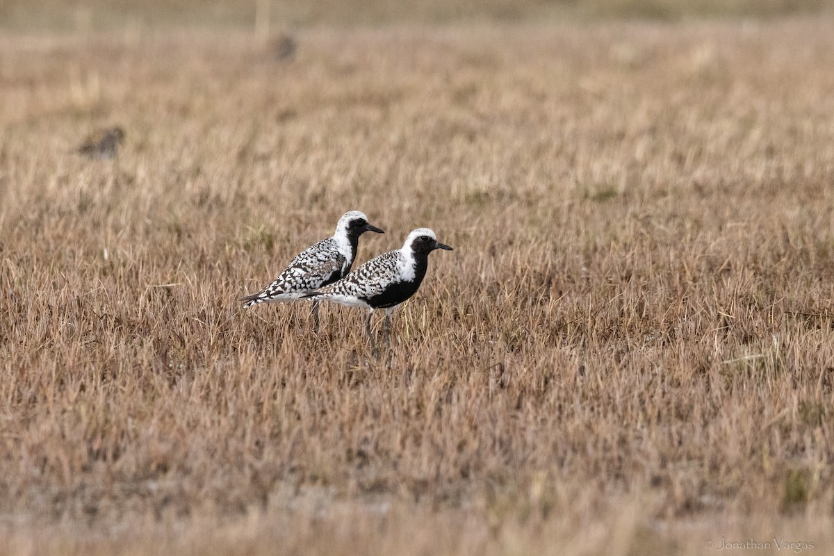 Black-bellied Plover - ML645194572