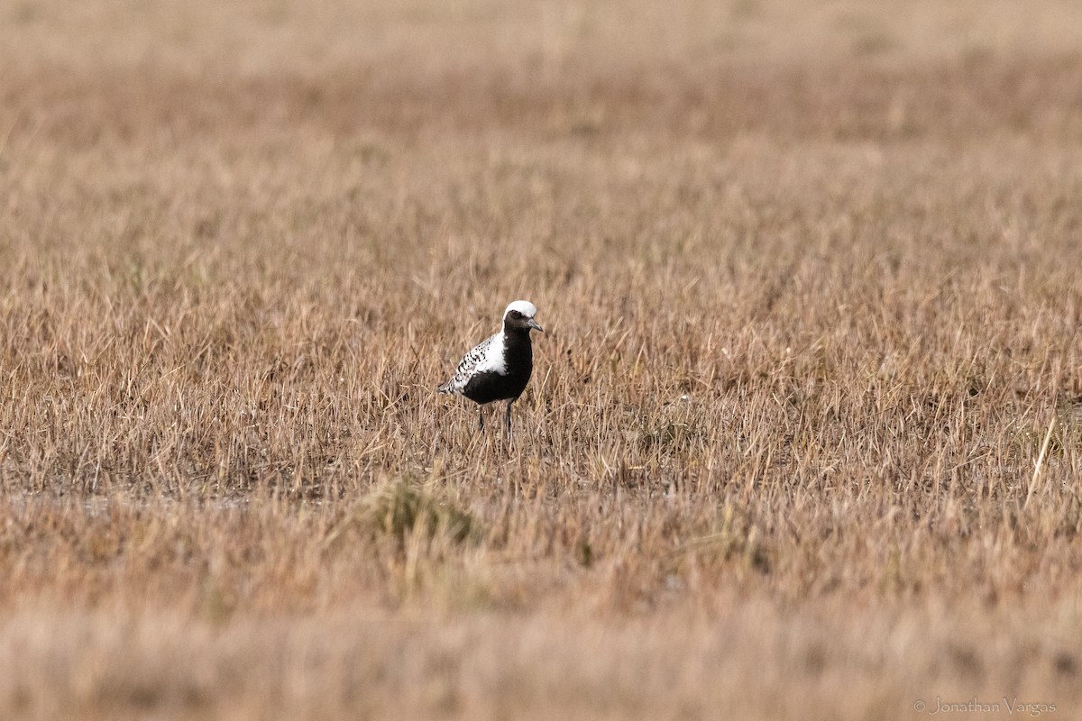 Black-bellied Plover - ML645194574