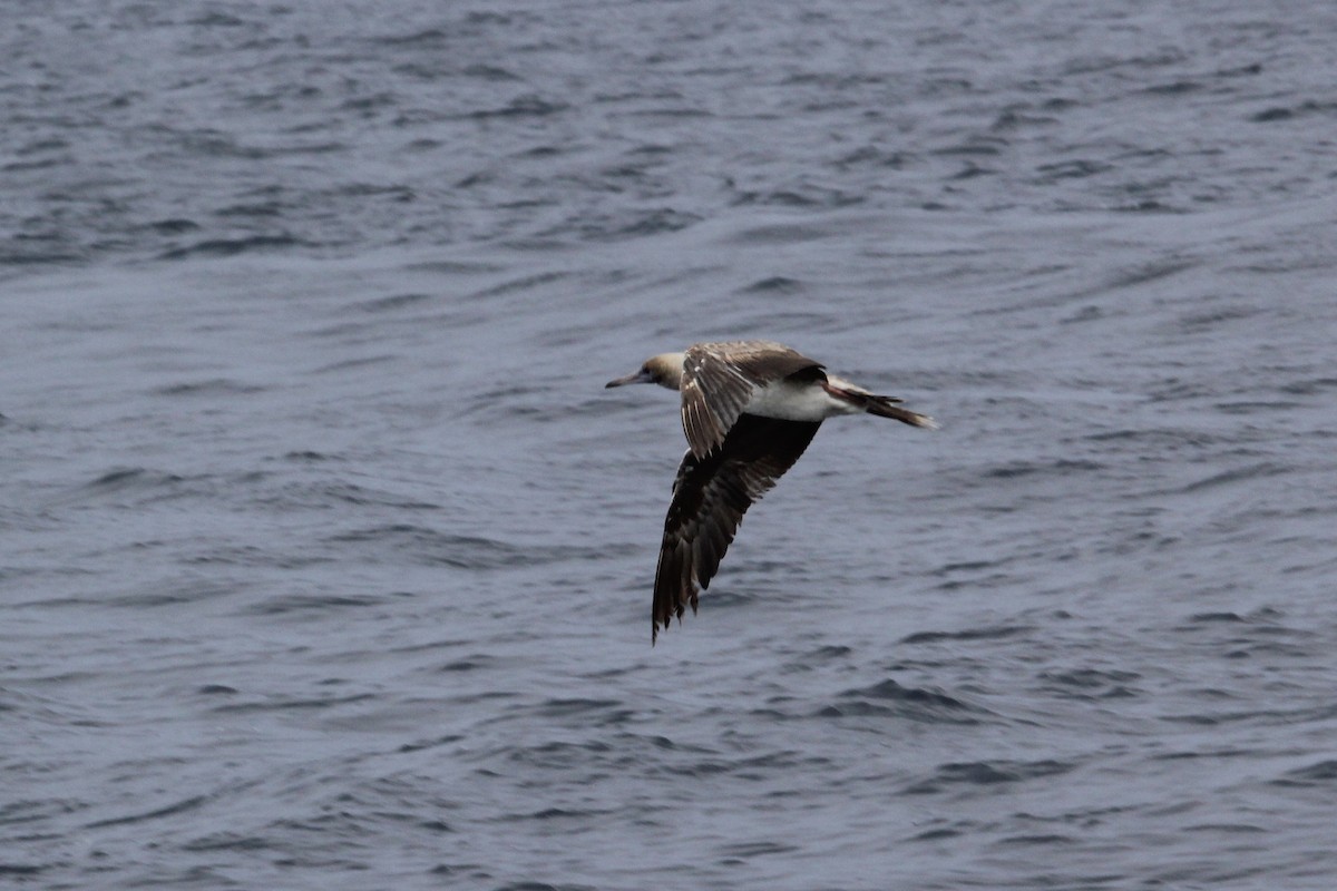 Rotfußtölpel - ML645194579