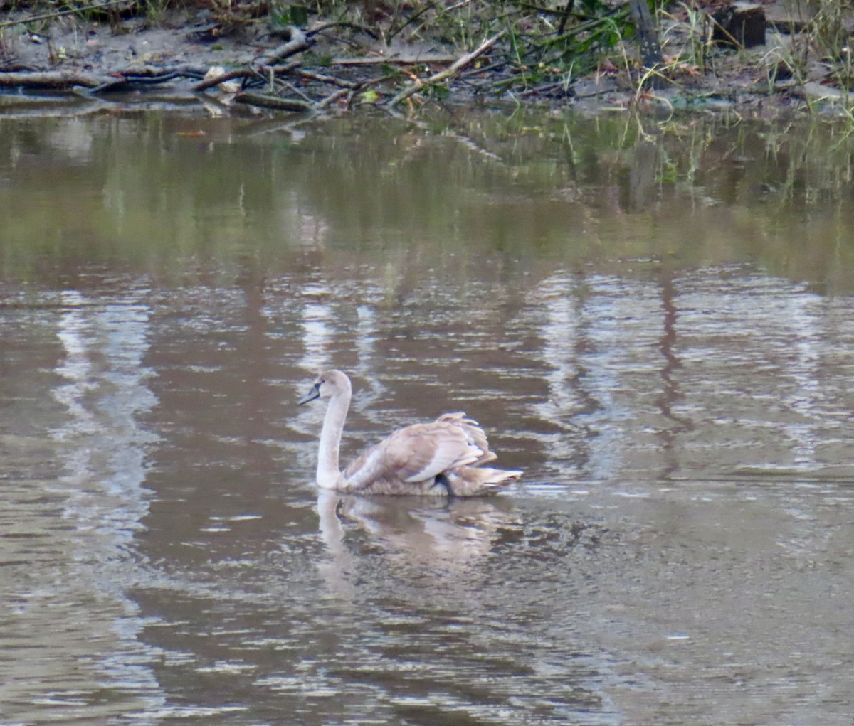 Mute Swan - ML645194581