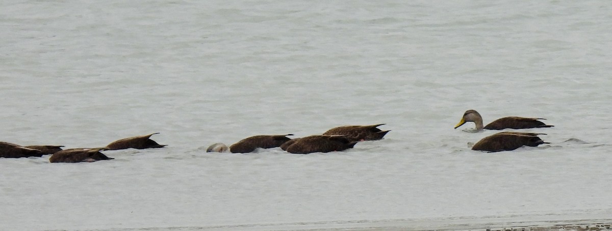 American Black Duck - ML645194583