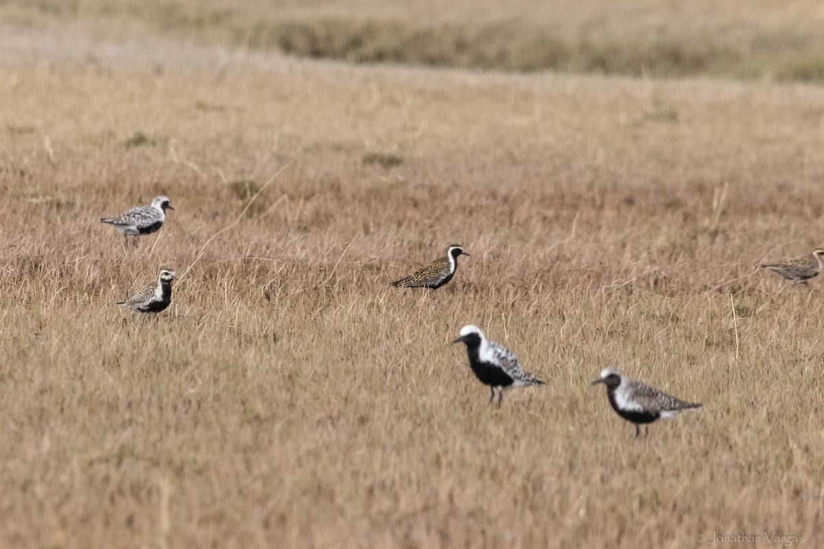 Pacific Golden-Plover - ML645194585