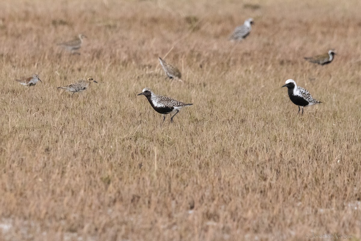 Pacific Golden-Plover - ML645194586