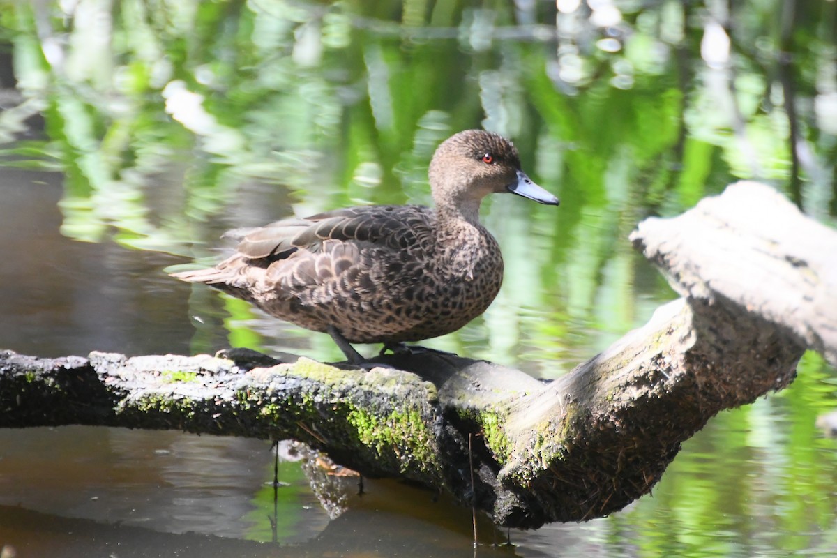 Chestnut Teal - ML645194604