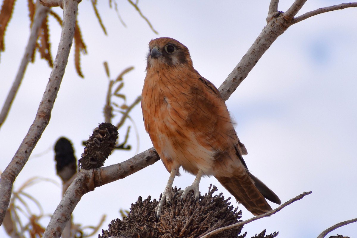 Brown Falcon - ML645194608