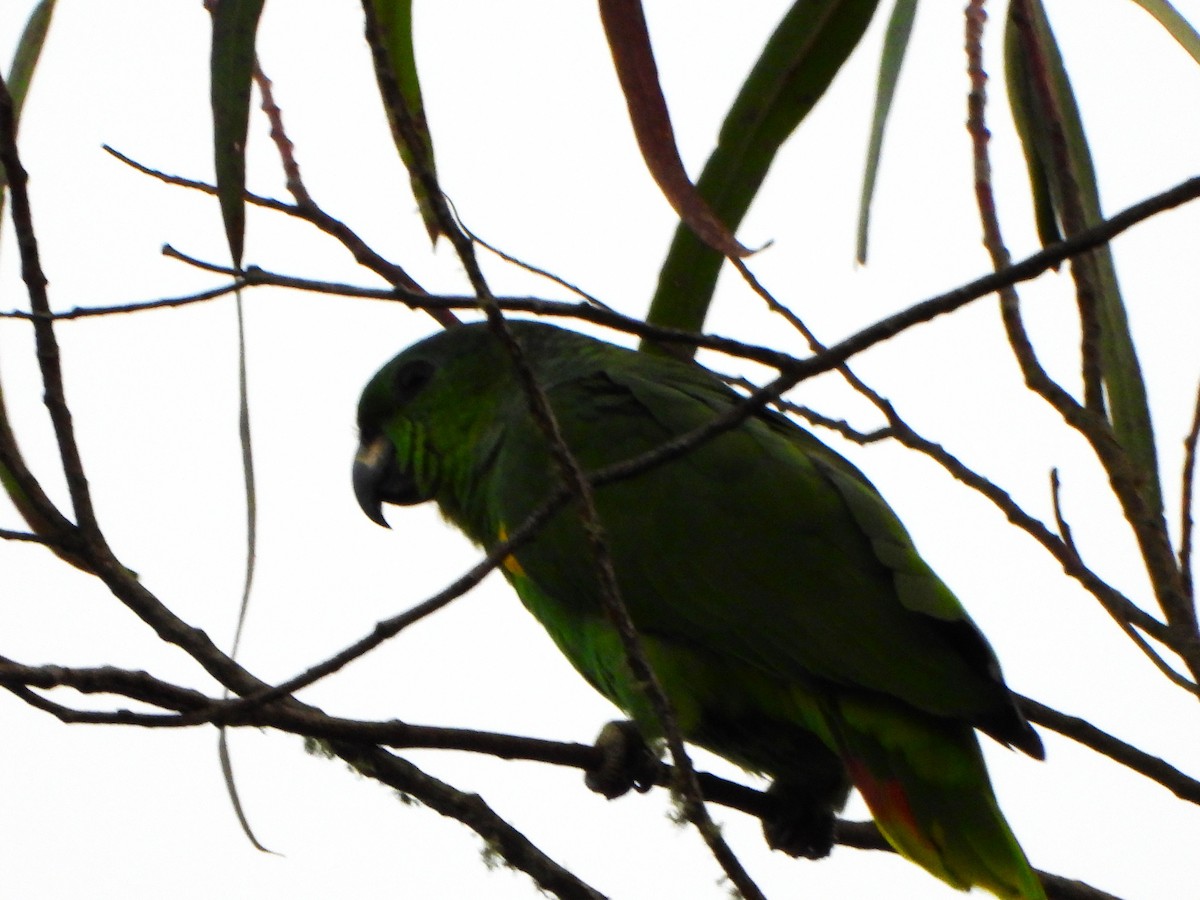 Scaly-naped Amazon - ML645194609