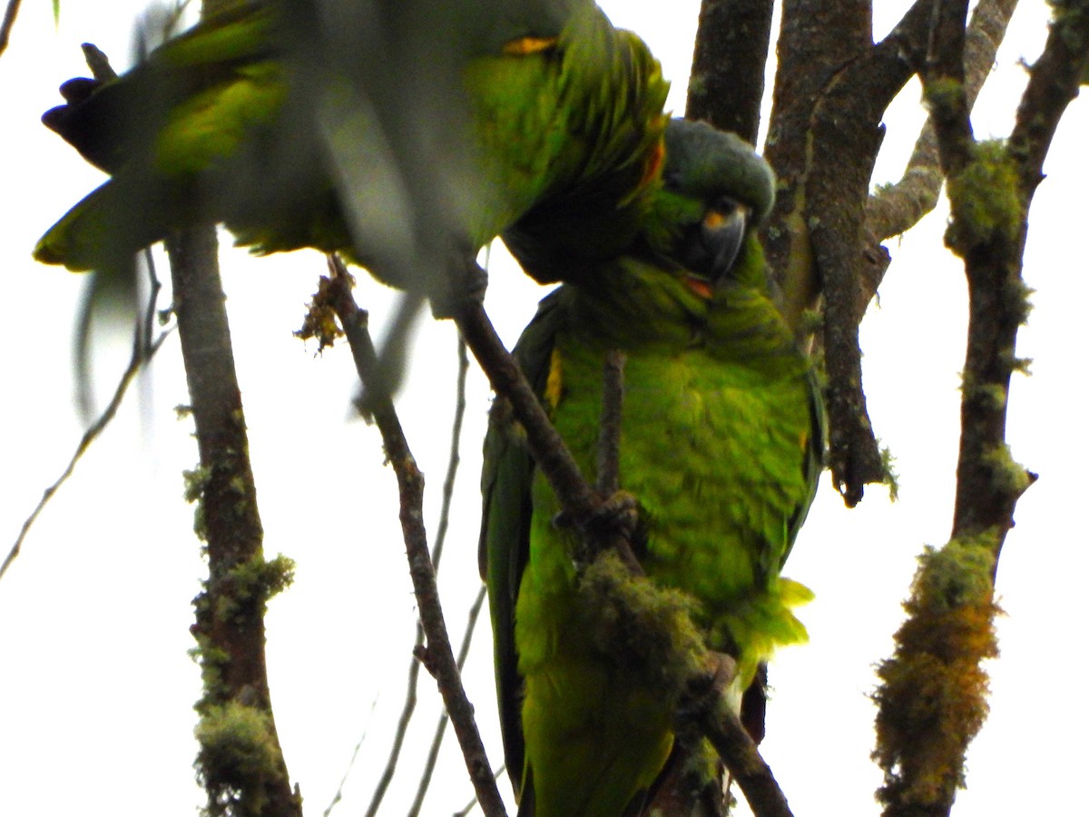 Scaly-naped Amazon - ML645194610