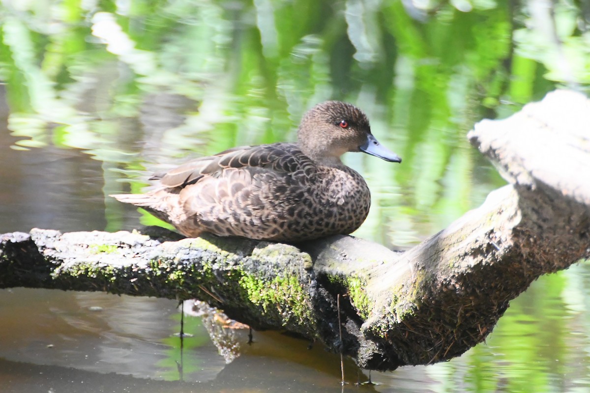 Chestnut Teal - ML645194611