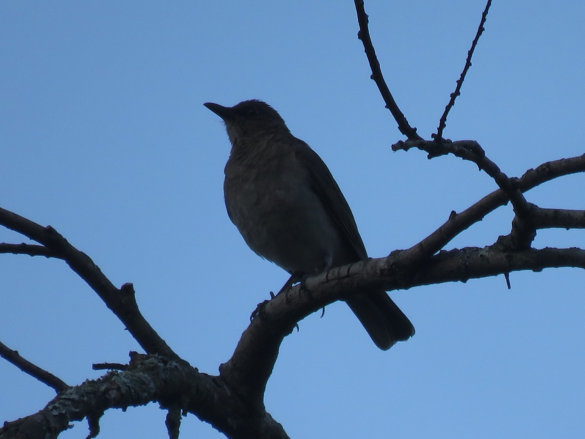 Black-billed Thrush - ML645194612