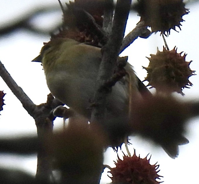 American Goldfinch - ML645194615