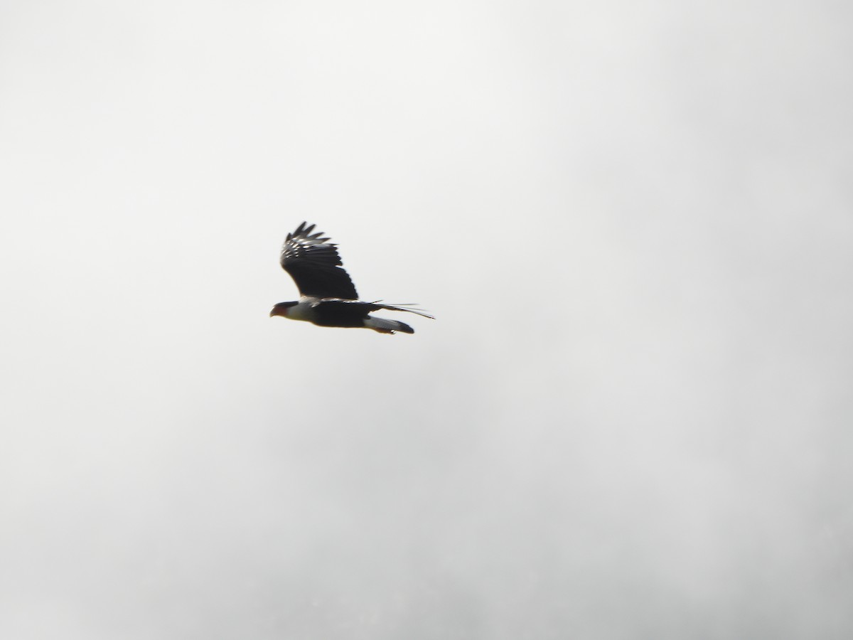 Schopfkarakara (Nordkarakara) - ML645194616