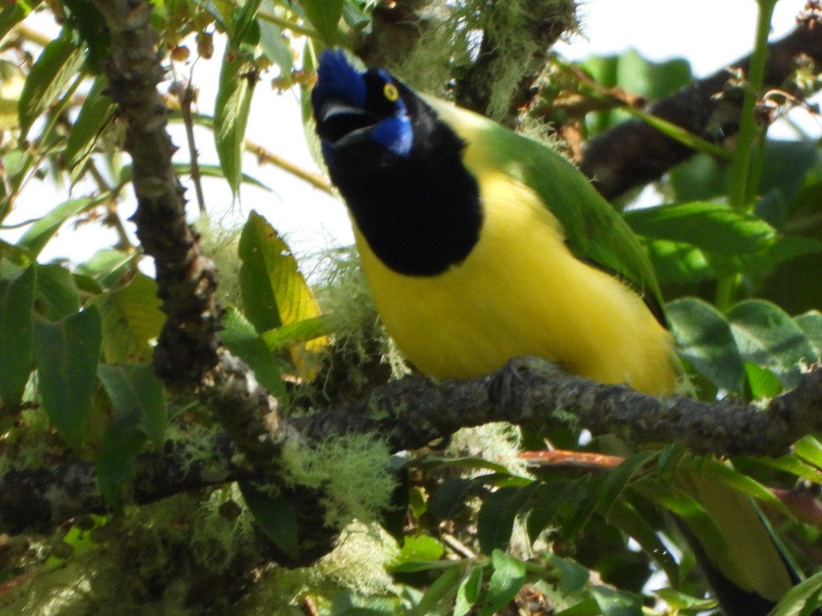 Geai vert - ML645194620