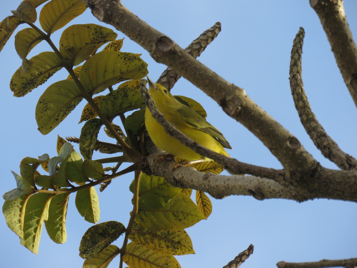 Northern Yellow Warbler - ML645194628