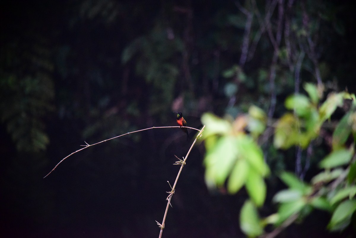 Fiery Topaz - ML645194633