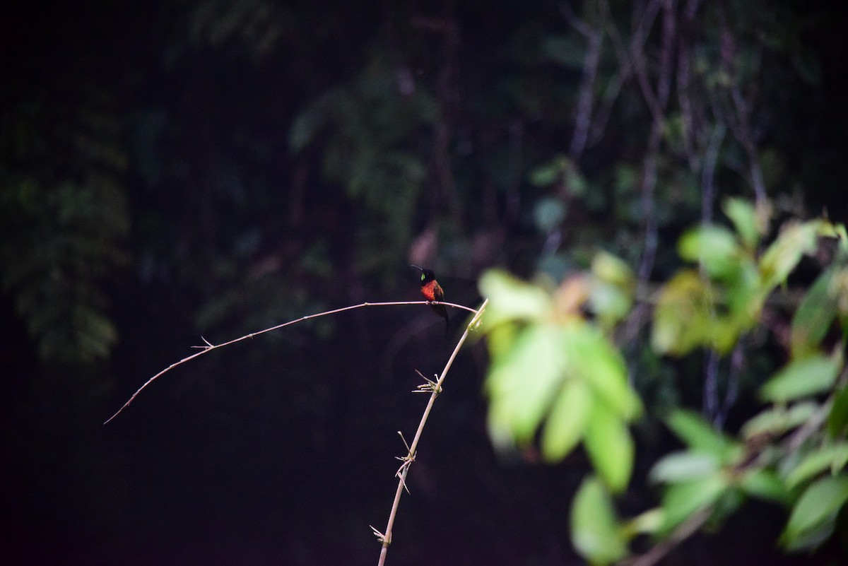 Fiery Topaz - ML645194635