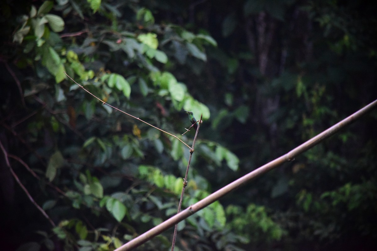 Fiery Topaz - ML645194636