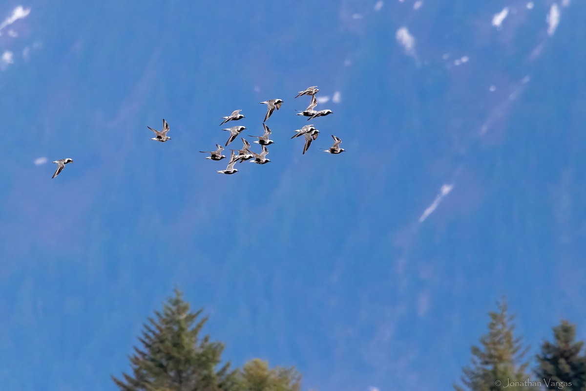 Black-bellied Plover - ML645194639