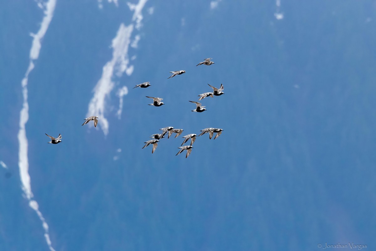Black-bellied Plover - ML645194640
