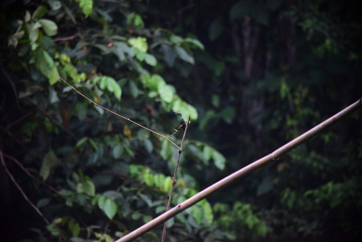 Fiery Topaz - ML645194641