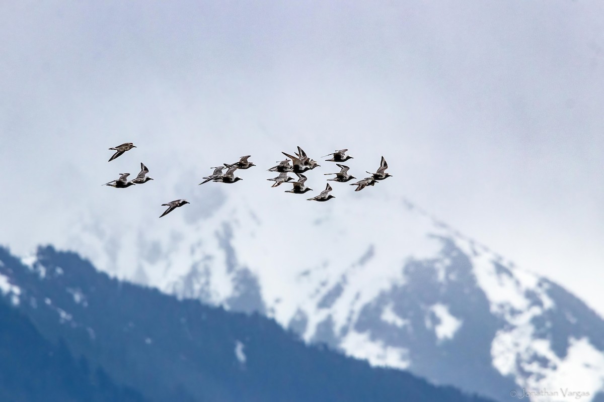 Black-bellied Plover - ML645194642