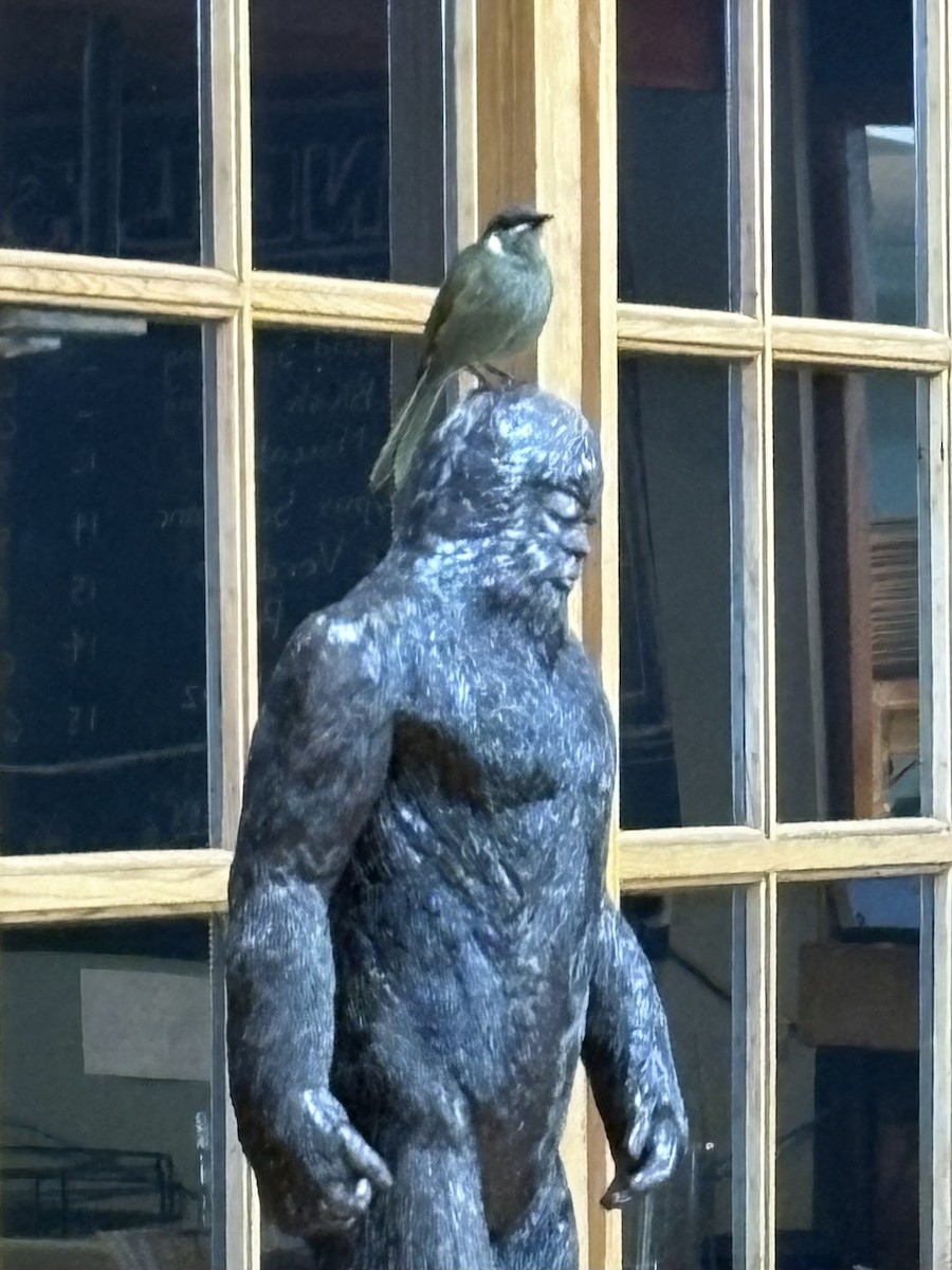 Lewin's Honeyeater - ML645194644