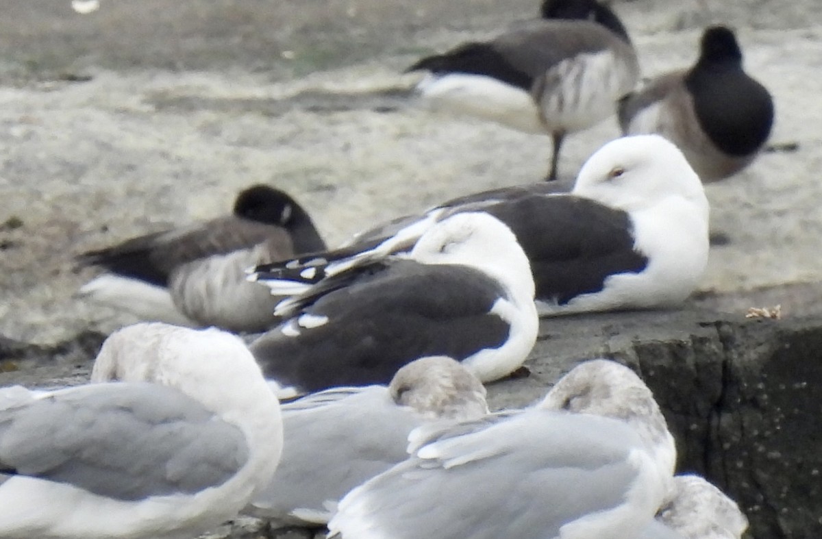Great Black-backed Gull - ML645194653