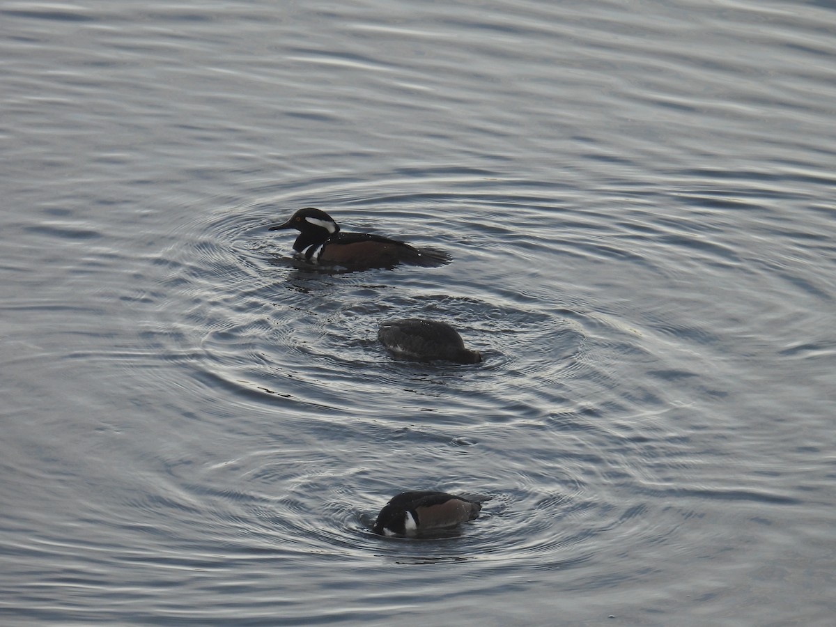 Hooded Merganser - ML645194654