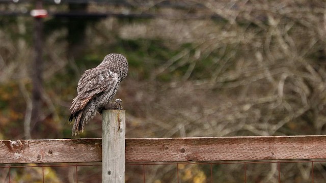 Great Gray Owl - ML645194667
