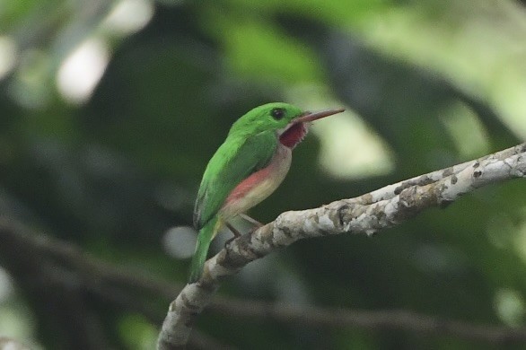 Broad-billed Tody - ML645194669