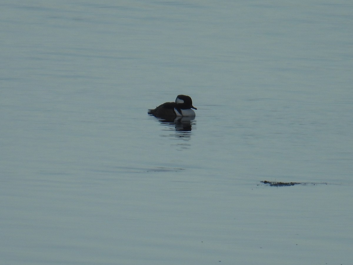 Hooded Merganser - ML645194670