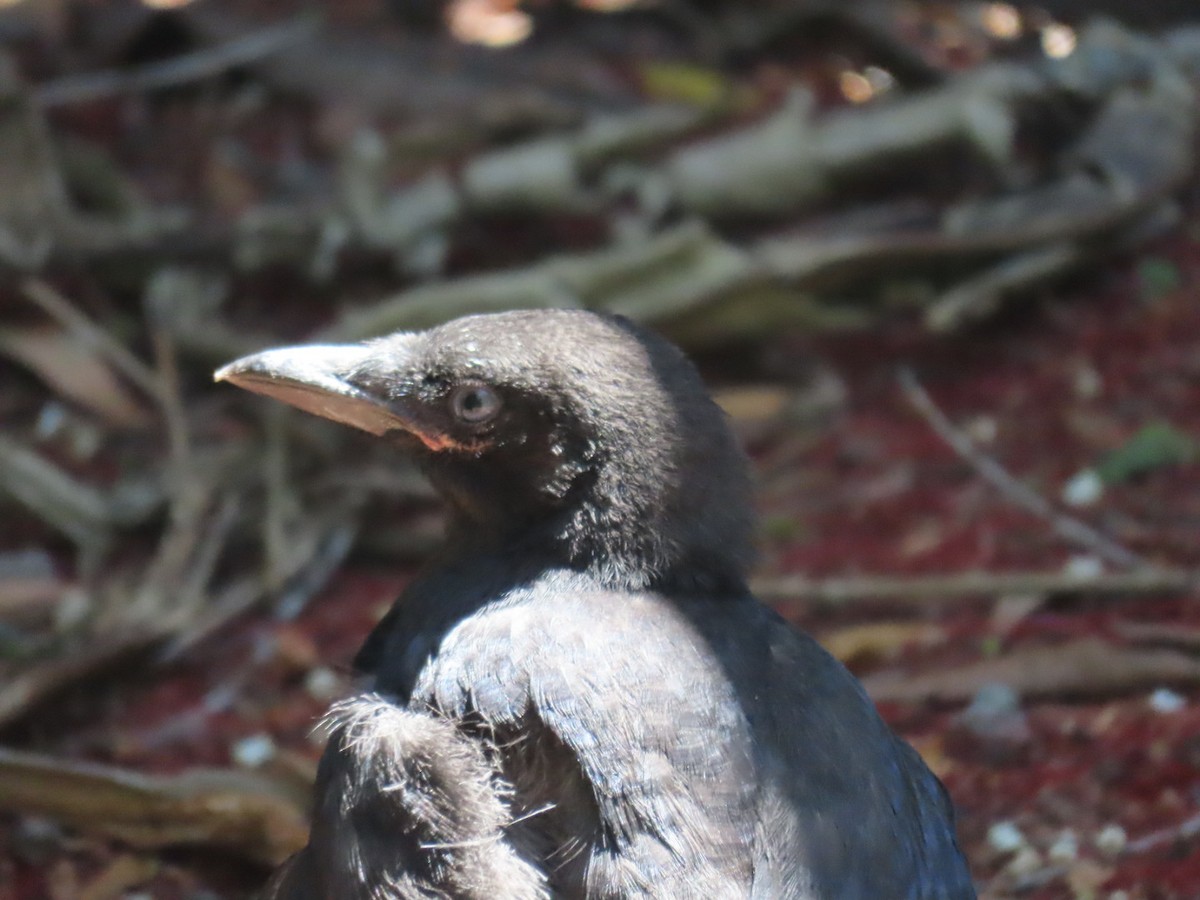 American Crow - ML645194673