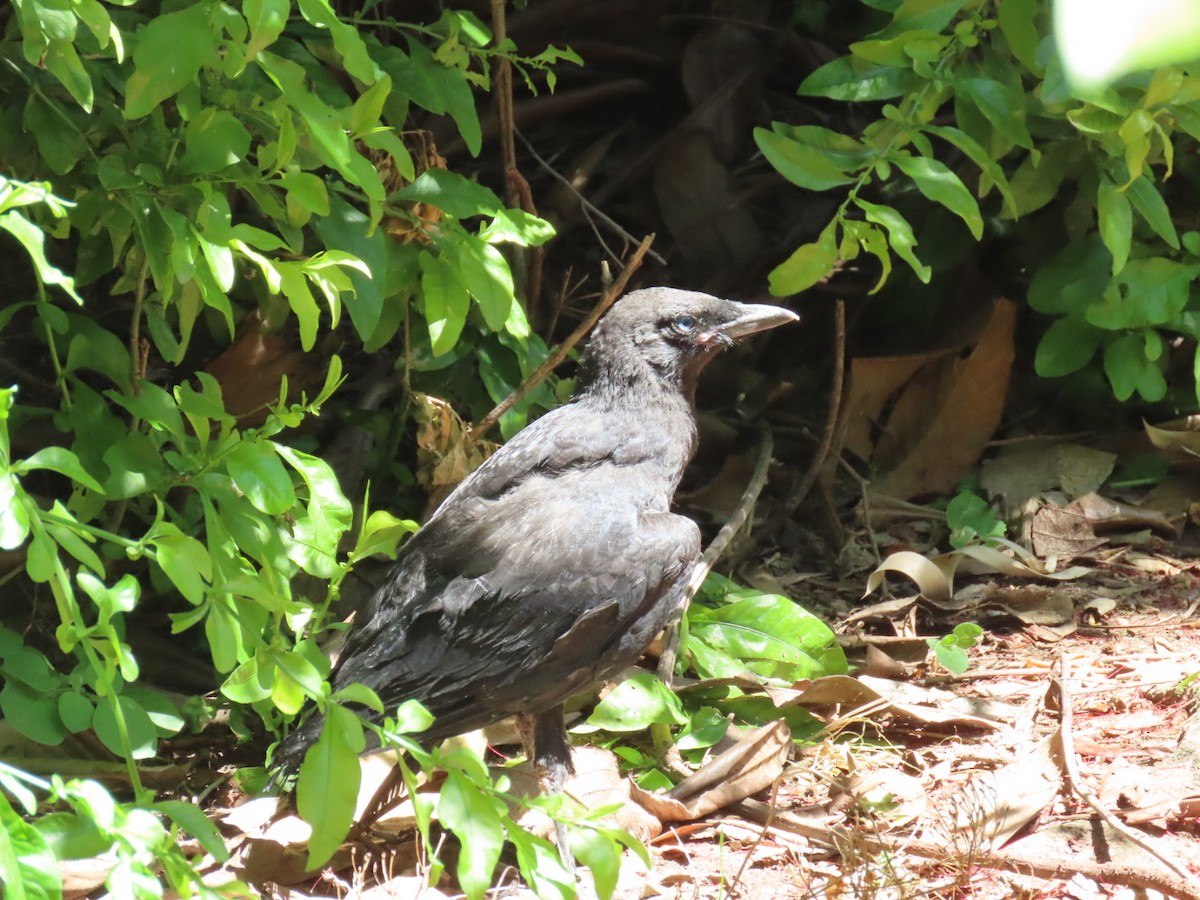 American Crow - ML645194674