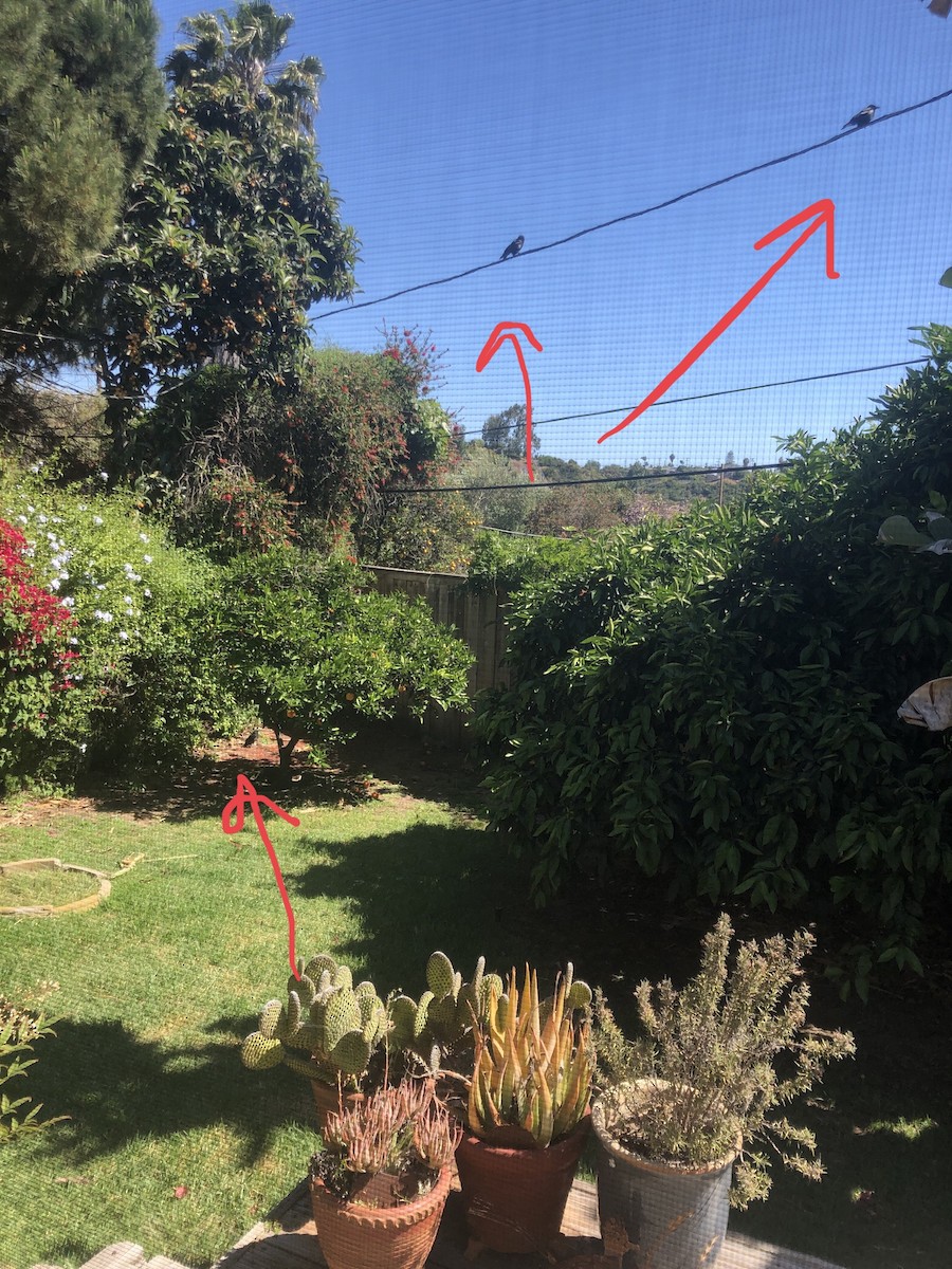 American Crow - ML645194675