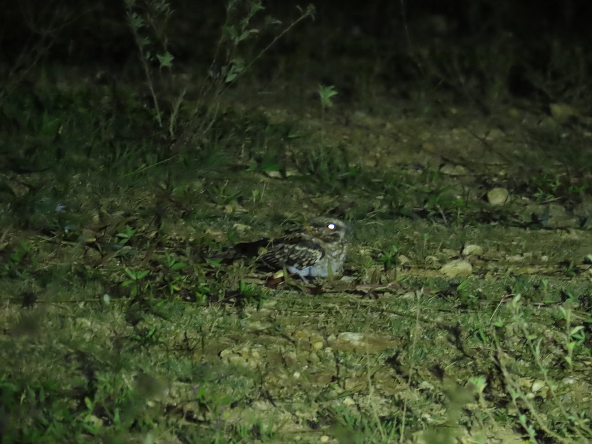 White-tailed Nightjar - ML645194676