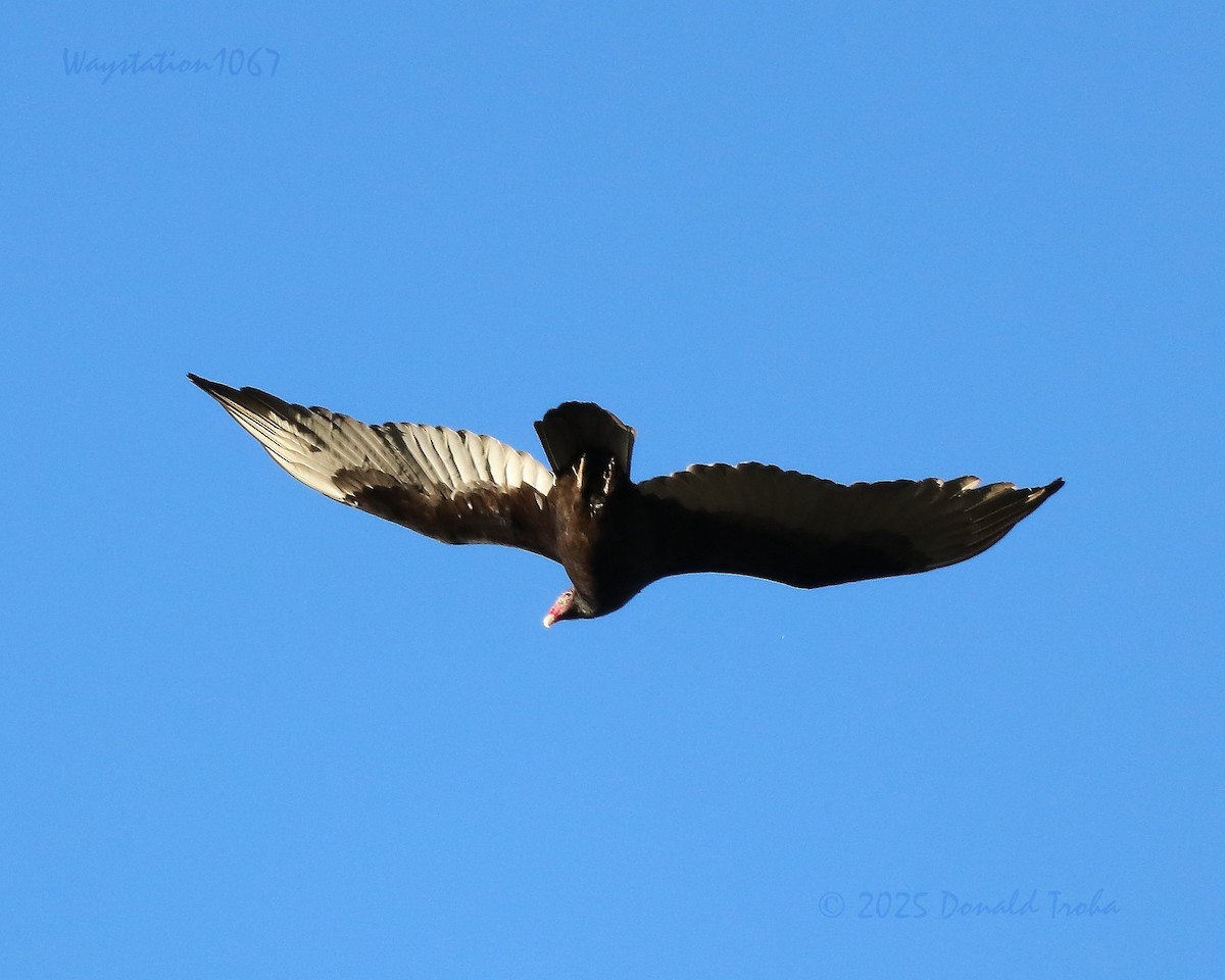 Turkey Vulture - ML645194680