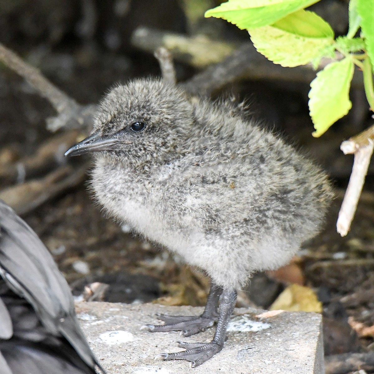 Bridled Tern - ML645194694