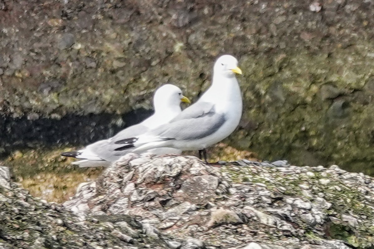 krykkje - ML645194695