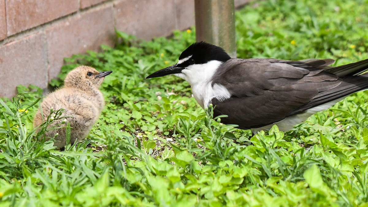 Bridled Tern - ML645194696