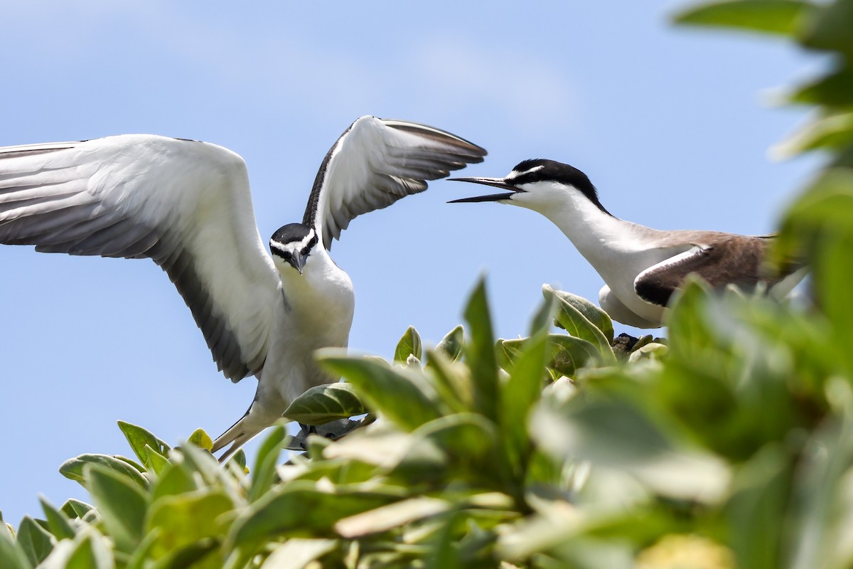 Bridled Tern - ML645194697