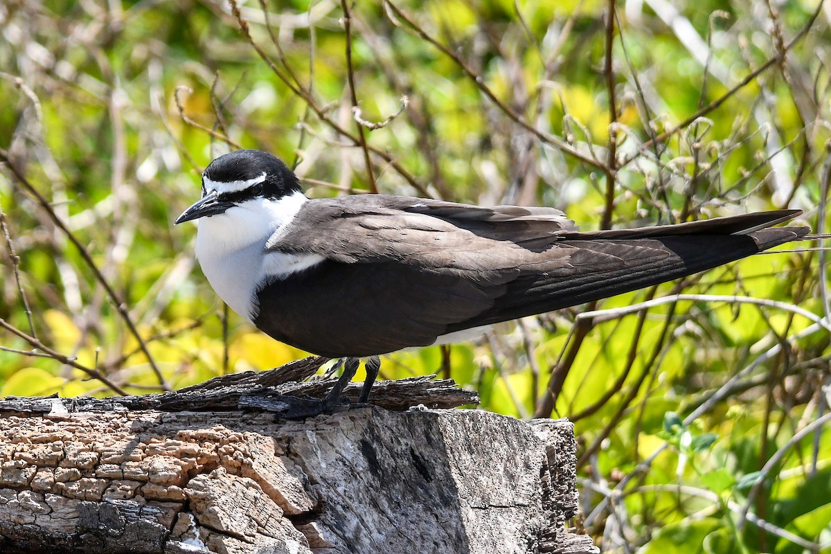 Bridled Tern - ML645194698