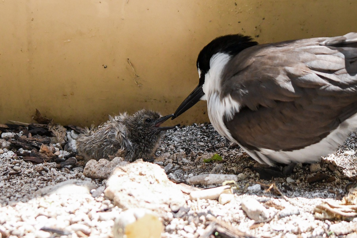 Bridled Tern - ML645194699