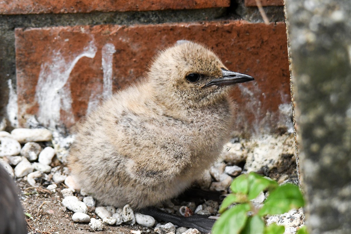 Bridled Tern - ML645194700