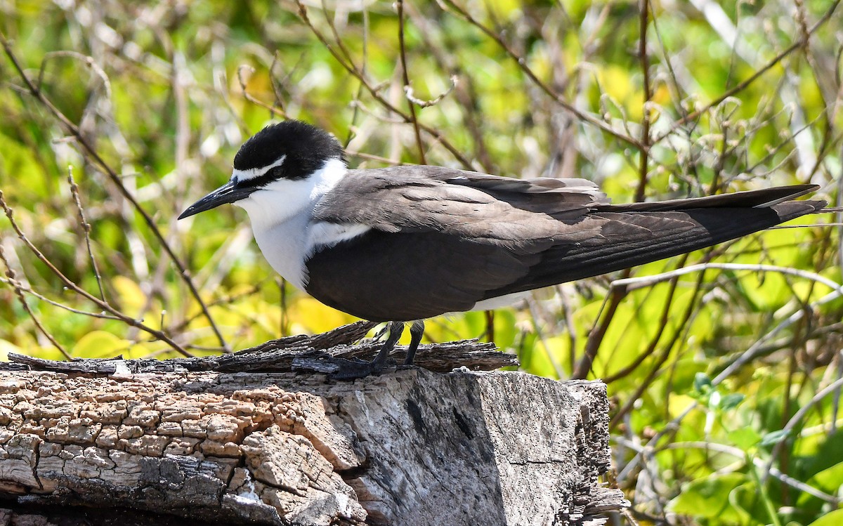 Bridled Tern - ML645194701