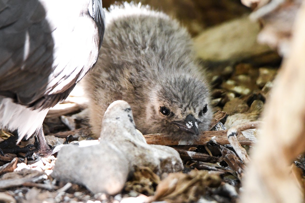 Bridled Tern - ML645194703