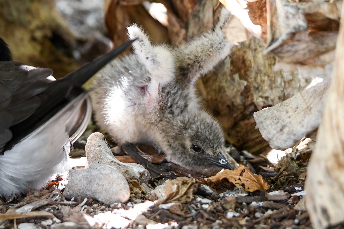 Bridled Tern - ML645194704
